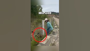 This girl saves a baby goat and reunites it with its mom ❤️ #rescue #goat