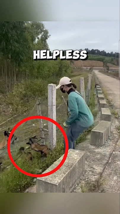 This girl saves a baby goat and reunites it with its mom ❤️ #rescue #goat
