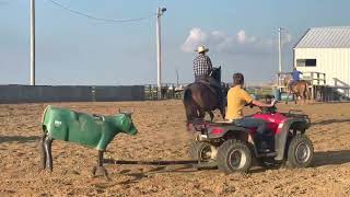 2012 AQHA Bay Roan Gelding  JM Select Horses