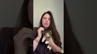 Crow  Maine Coon Kitten Personality Assessment