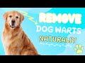 Painless Dog Wart Removal | Easy and Painless Dog Warts Removal in The Privacy of Your Home