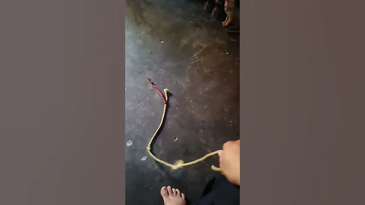 Video 5927441: meowed catlover munchkin kitty, cat kitten kitty munchkin, playing munchkin cat kitten, munchkin cat animals