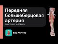 Передняя большеберцовая артерия и её ветви