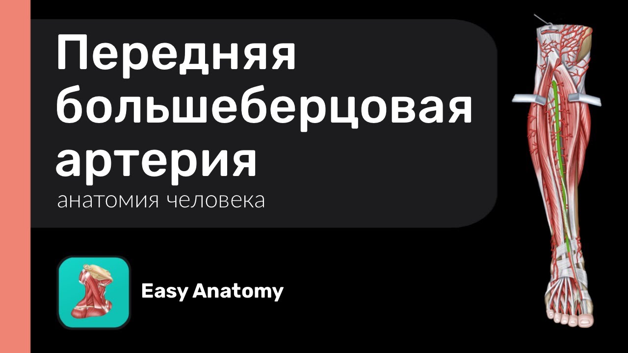 Передняя большеберцовая артерия и её ветви
