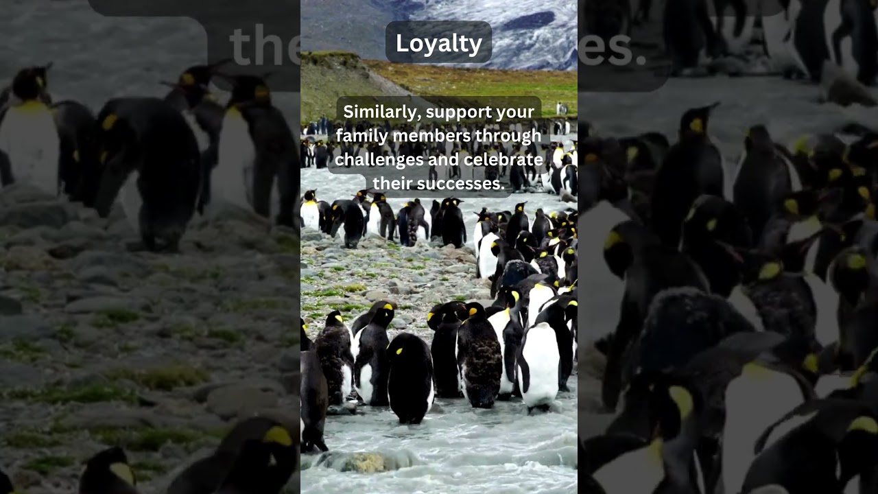Be Loyal like Penguins - 