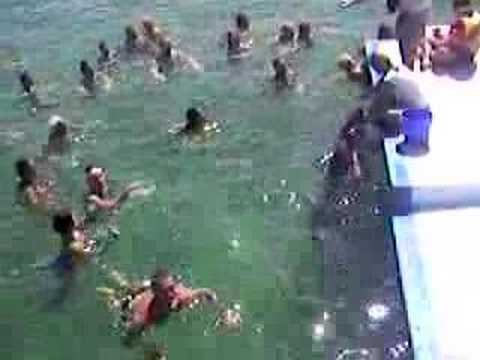bagno con i delfini banho com os golfinhos