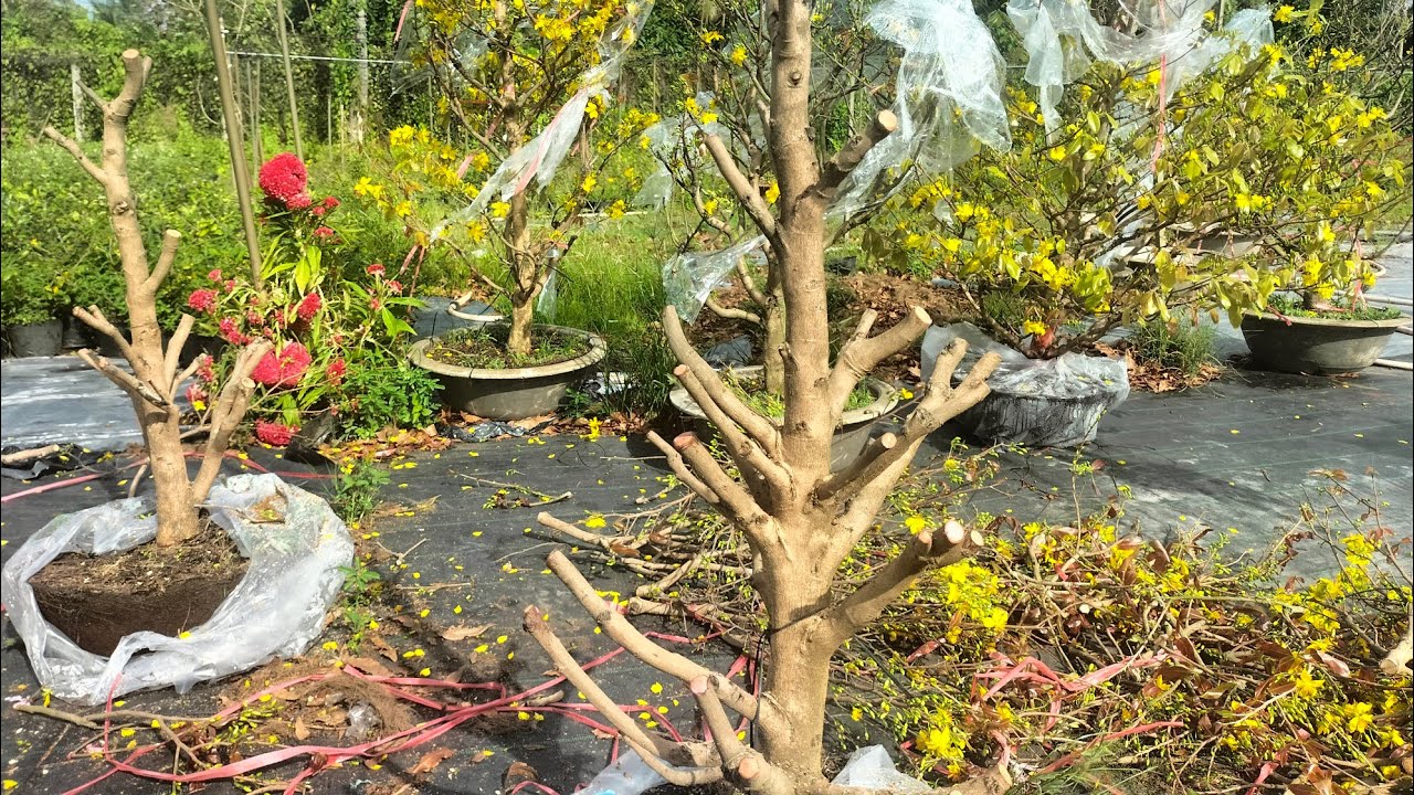 Xử lý mai sau khi chơi tết_ p1(0349361576) #maivang #garden #mai #nhavuon #maitang