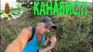 видео: КАНАБИС CANNABIS SATIVA WEED #forageharvest #herbs #билки #nature #cannabisbenefits #природа картинка: КАНАБИС CANNABIS SATIVA WEED #forageharvest #herbs #билки #nature #cannabisbenefits #природа