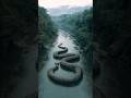 Giant River Snake Caught on Camera — Titanoboa or Anaconda?