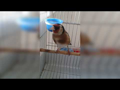 دائما مع التغريد الاصيل للمقنين نويو تع حمام الصالحين برواقية لخونا سفيان دايما مع المتعة الجزء 2