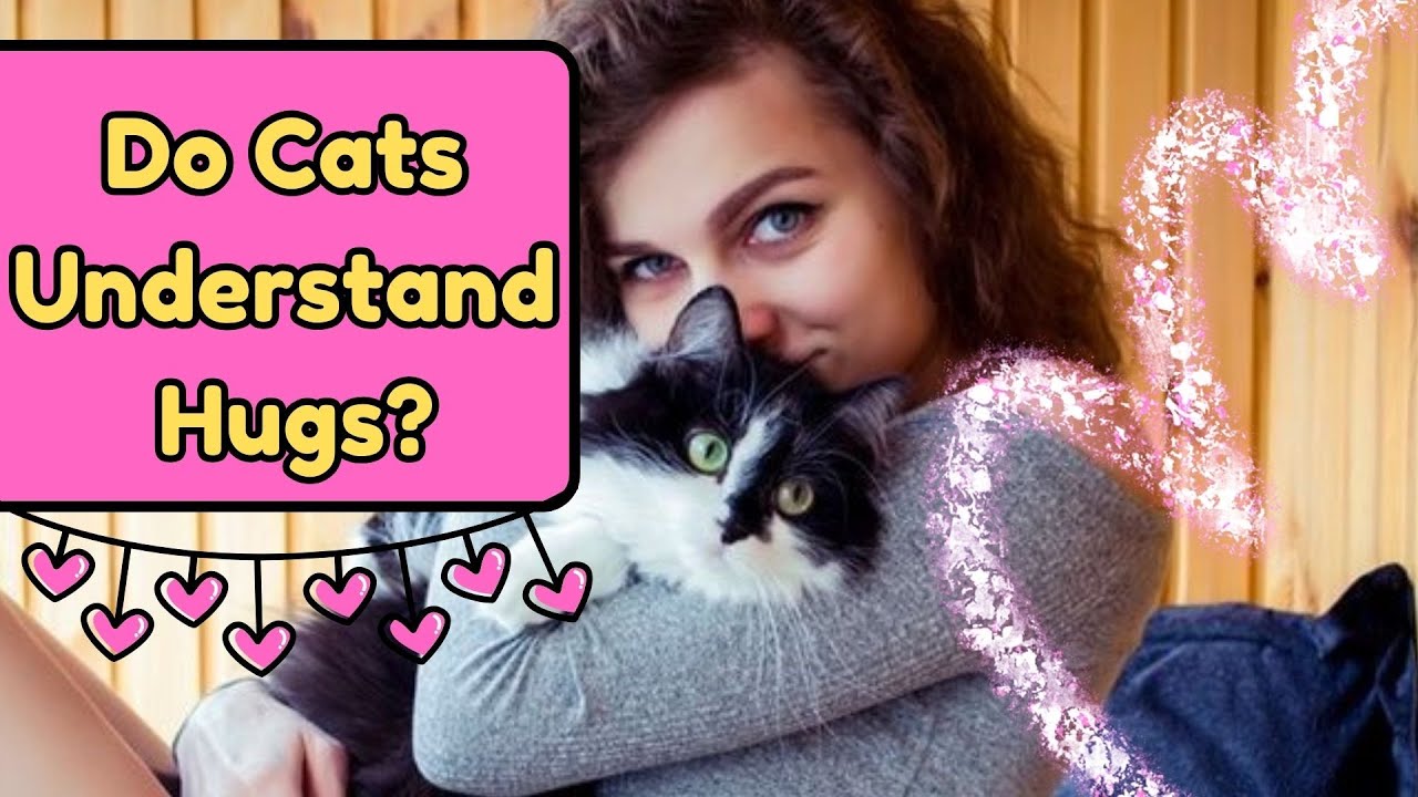 Do Cats Feel Love When You Cuddle Them Youtube