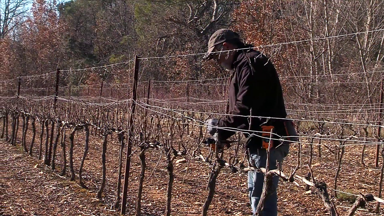 Fr Secateur Electrique Viticole Vinion Youtube