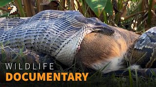 Snake Hunting Secrets: How Snakes Ambush Their Prey | Wildlife Documentary Net Worth
