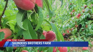 On the Farm: Virginia Peaches