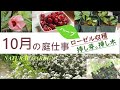 【10月の庭仕事】挿し芽／挿し木《ハーブ・ローゼルの収獲》