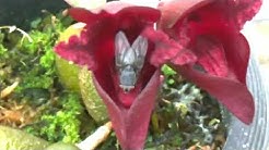 東京オーキット ナーセリーtokyo Orchids Youtube