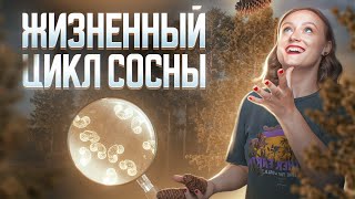 Жизненный цикл сосны | Задание 3 и 28 | ЕГЭ-2024 по биологии