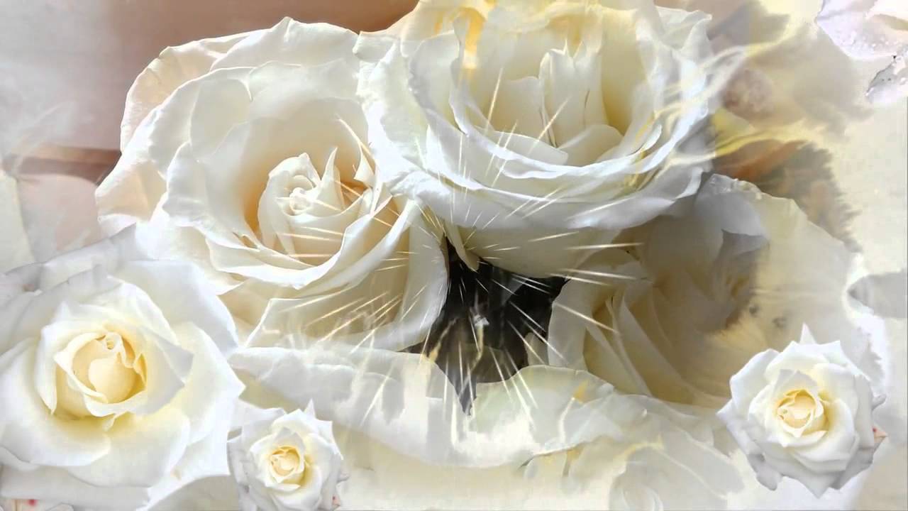 Белые розы любви песня. Белые розы. Розы на Светлом фоне.