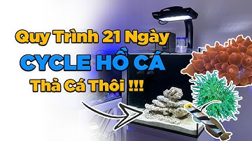 Tập 3 - Thả sinh vật sau 21 ngày Cylce với bộ hồ cá cảnh biển RINANO AIO 45 PRO
