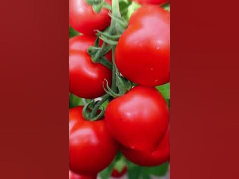 Ретро-томаты не теряют своей популярности! - YouTube