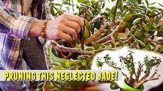 MAJOR SURGERY On Our Jade Plant!