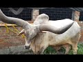 Best Ox and Most Huge Cow of Md. ALAUDDIN DAIRY FARM (Haldiram Cattle)♥️ Haldiram Cow 2020 😍