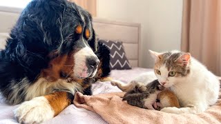 Bernese Mountain Dog Reacts to Mom Cat with Newborn Kittens