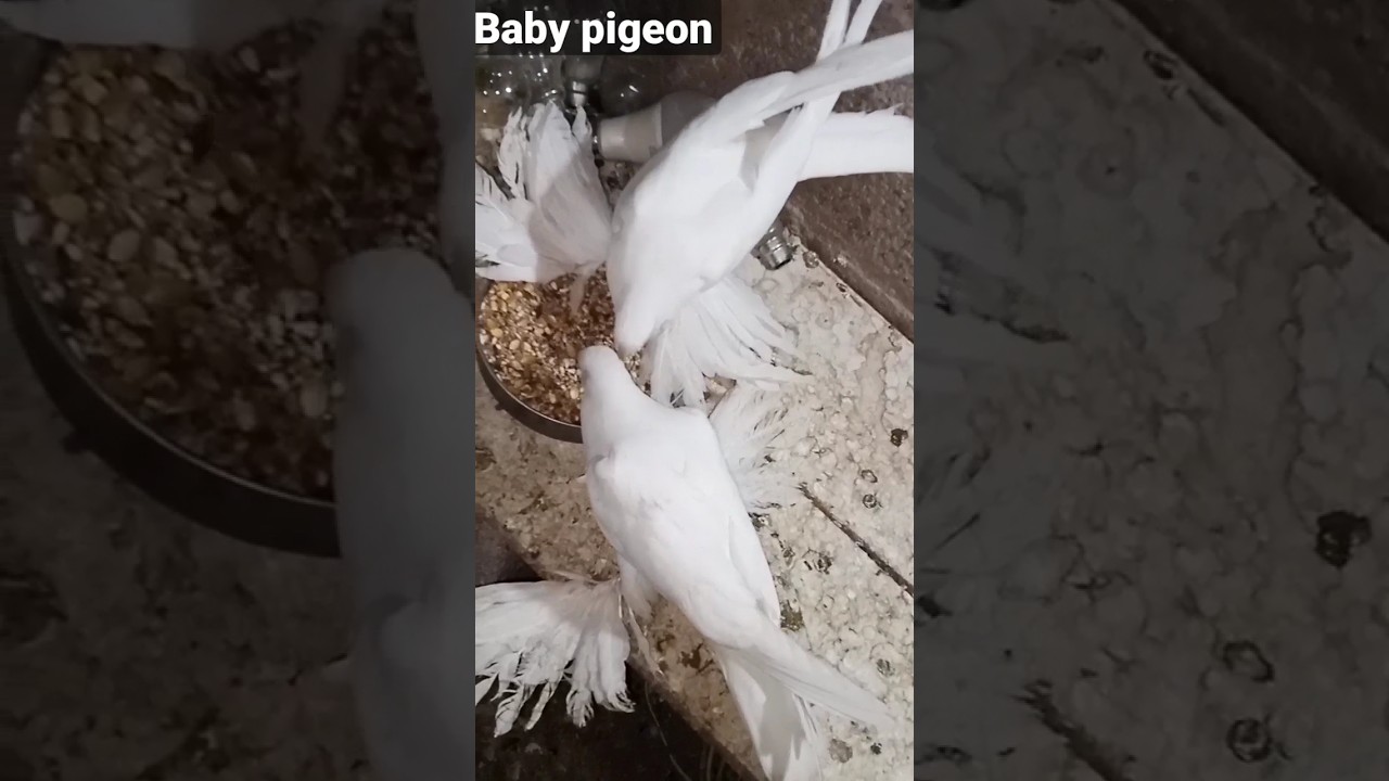 baby white pigeon | 