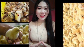 Qhia txog kev tu me nyuam qaib part1