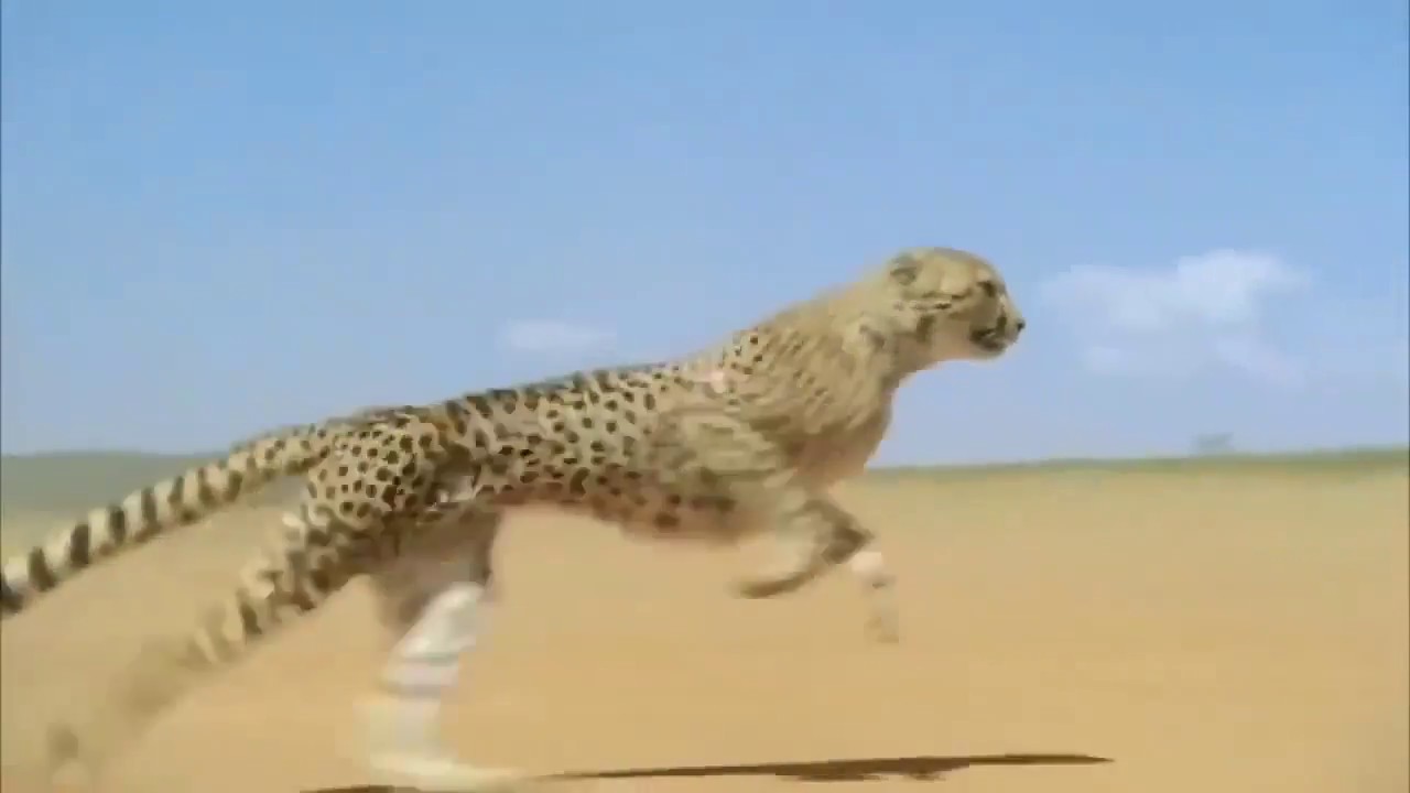 Cheetah Running at its Full Speed - YouTube