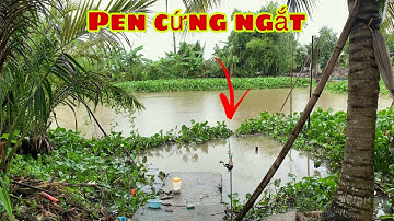 Câu Cá Tra Sông - Bãi Câu Mới Cá Ăn Liên Tục Hên Là Dính Được Con Bự Bự | Fishing - Miền Tây