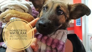 КАК ЧУВСТВУЕТ СЕБЯ МИЛА🐶