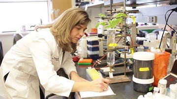 Protecting Yield: SCN Management