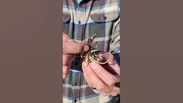 Planting Hosta Roots The Right Way Shorts Garden Hostas 