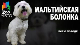 Мальтийская Болонка  Все о породе собаки | Собака породы  Болонка