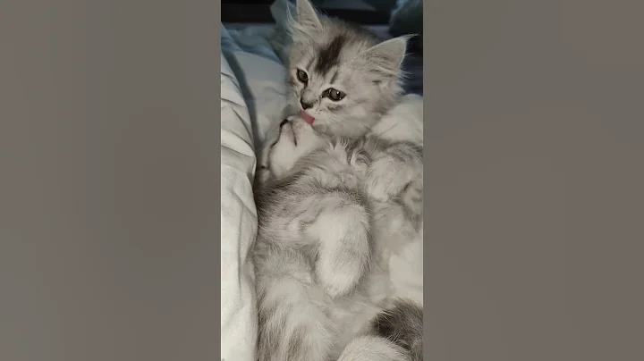 Watch the video about #music #song #joji #catsdaily #kitten #ragdoll #catbreed #catsofinstagram #cat #ragdollworld