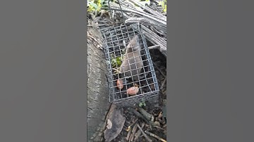 đặc rập chuột miền tây mùa nước nổi