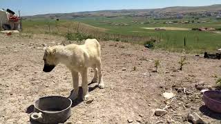 Önce Parmaklarim Işti. Sonra Ayağimi Isirdi.