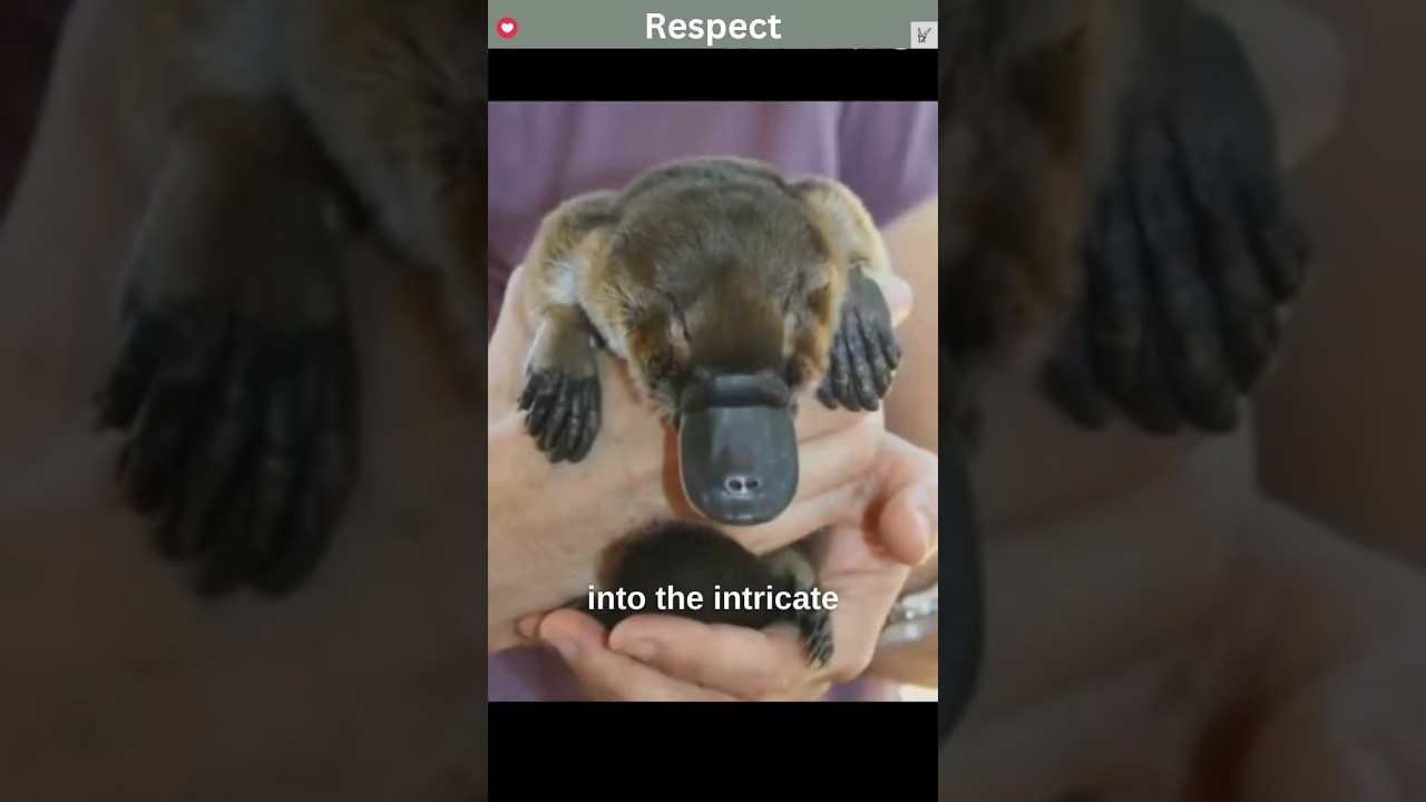 Platypus  Nature's Weirdest Creation | A Cute Animal That Can Actually Kill You