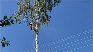 Арбористика‼️Удаление Большой Березы🌳По Частям, В Очень Стесненных Условиях Рядом С Домом🏠И Лэп