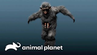 The Infamous Bigfoot Creature in the Amazons of Brazil | Finding Bigfoot | Animal Planet