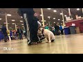 5-Month Old Pit Bull, Hamlet | Insane Distractions | Off Leash K9 Training 5-Month Old Pit Bull, Hamlet | Insane Distractions | Off Leash K9 Training