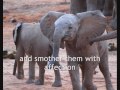 Elephant Orphans ~ The Next Generation