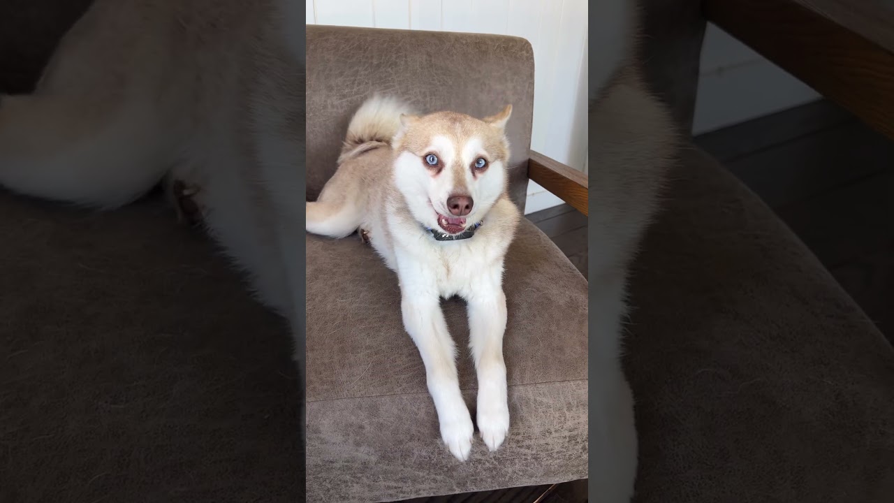 Watch me tell my Klee Kai he’s going on a diet 😡
