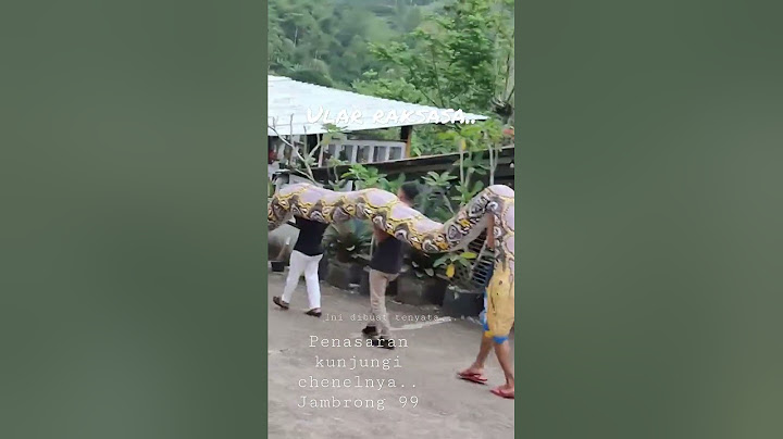 Bangkai ular piton raksasa...!