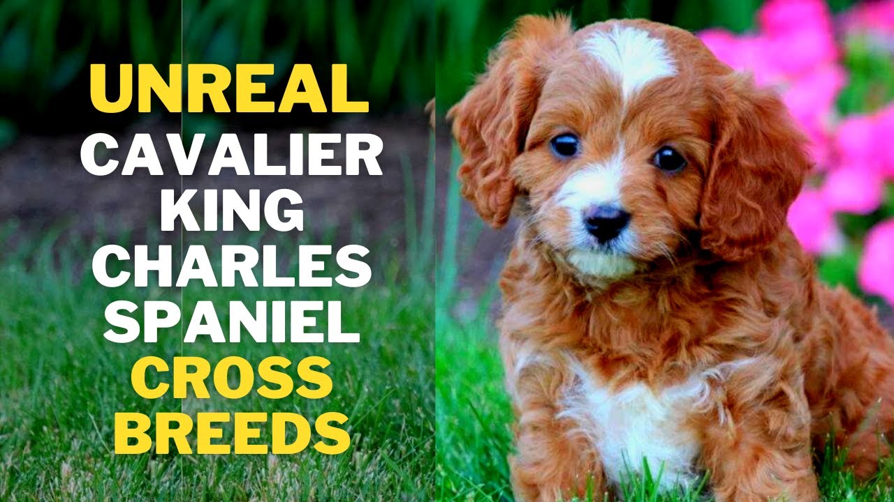 12 Cutest king Charles Spaniel Mix breeds That will Melt Your Heart YouTube