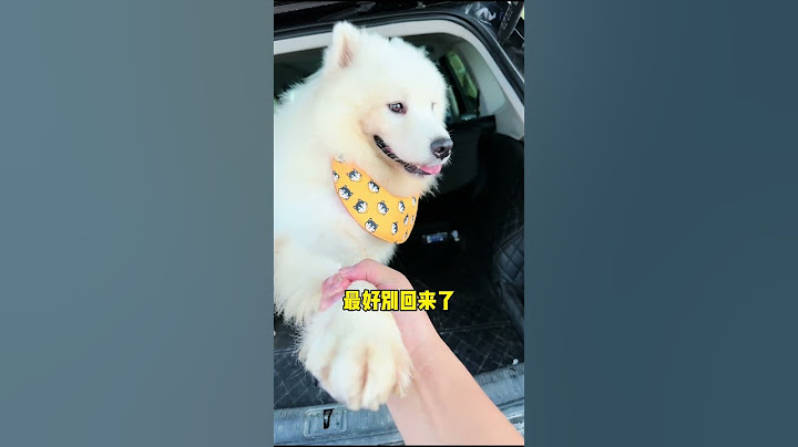 傻狗刚拆完线就往水里跳 #萌宠出道计划 #二哈 #哈士奇 #拉不拉哈