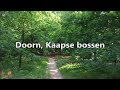 Doorn, Kaapse bossen