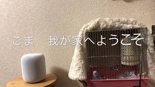 【ようこそ我が家へ】１日目、セキセイインコの『ごま』です