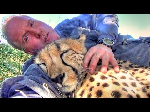 Taking A Nap With Loving Female Cheetah - Cat Cuddles & falls Asleep In Man's Arms -Needs Baby Binky